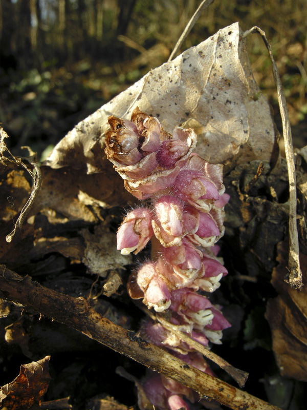 Lathraea squamaria - Latrea squamosa - nel Chianti